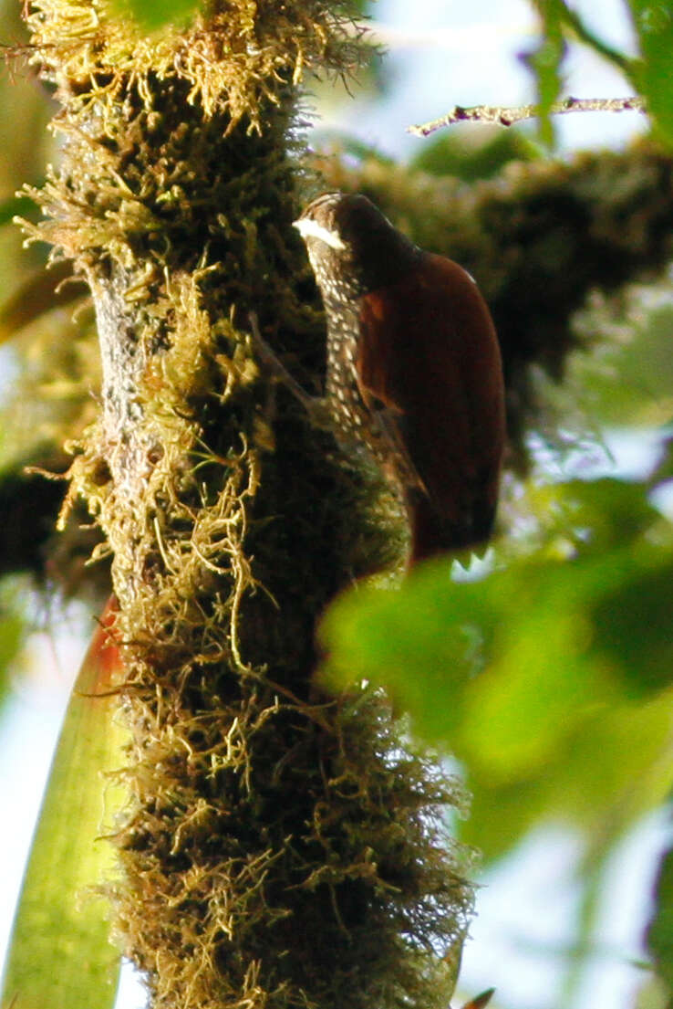 Image of Pearled Treerunner