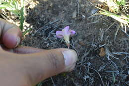 Image de Oxalis monophylla L.