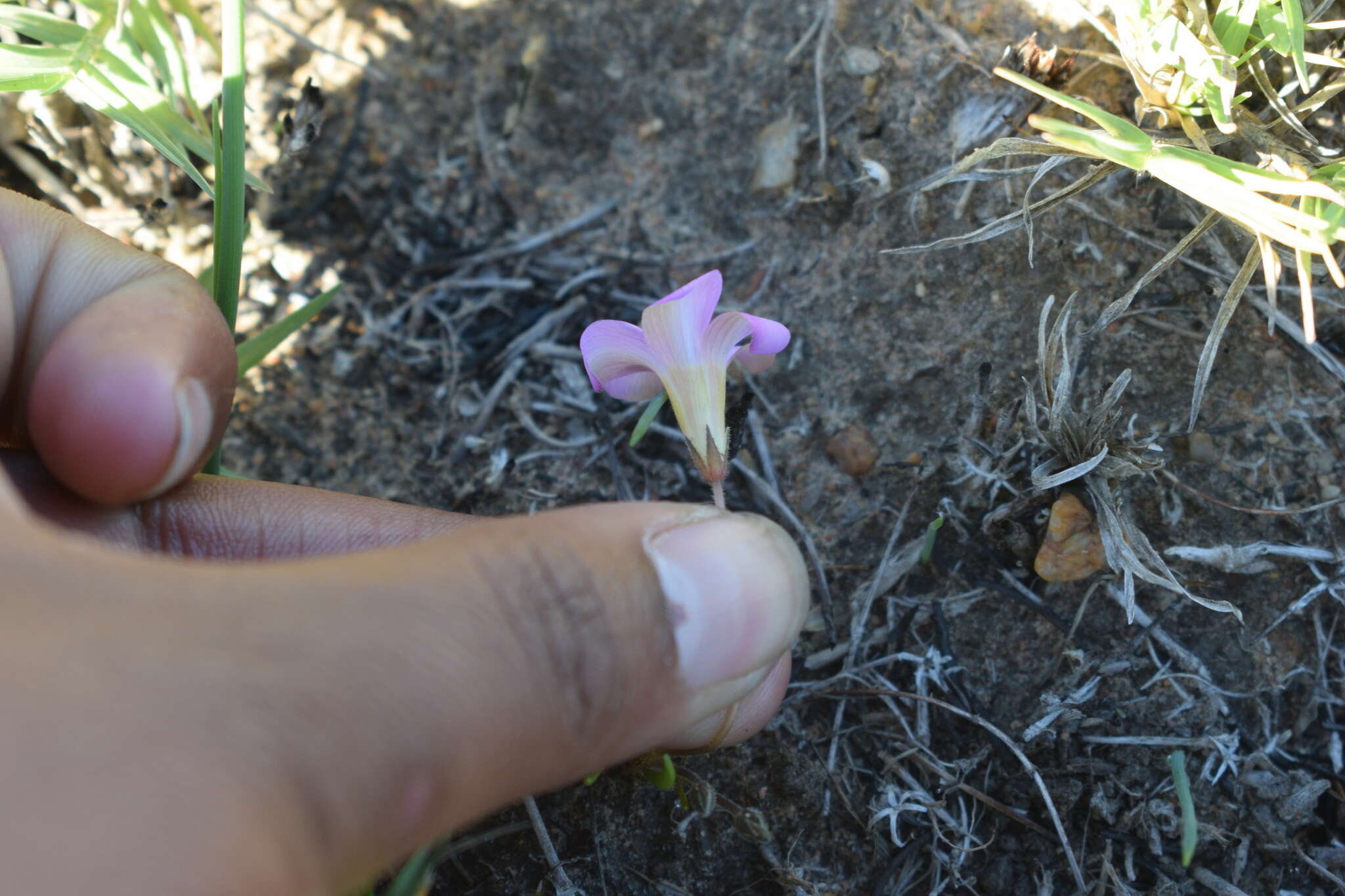 Слика од Oxalis monophylla L.