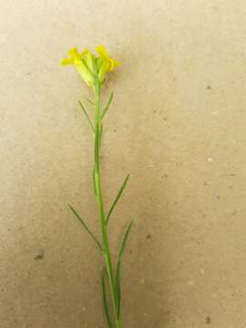 Image of Erysimum canum (Piller & Mitterp.) Polatschek