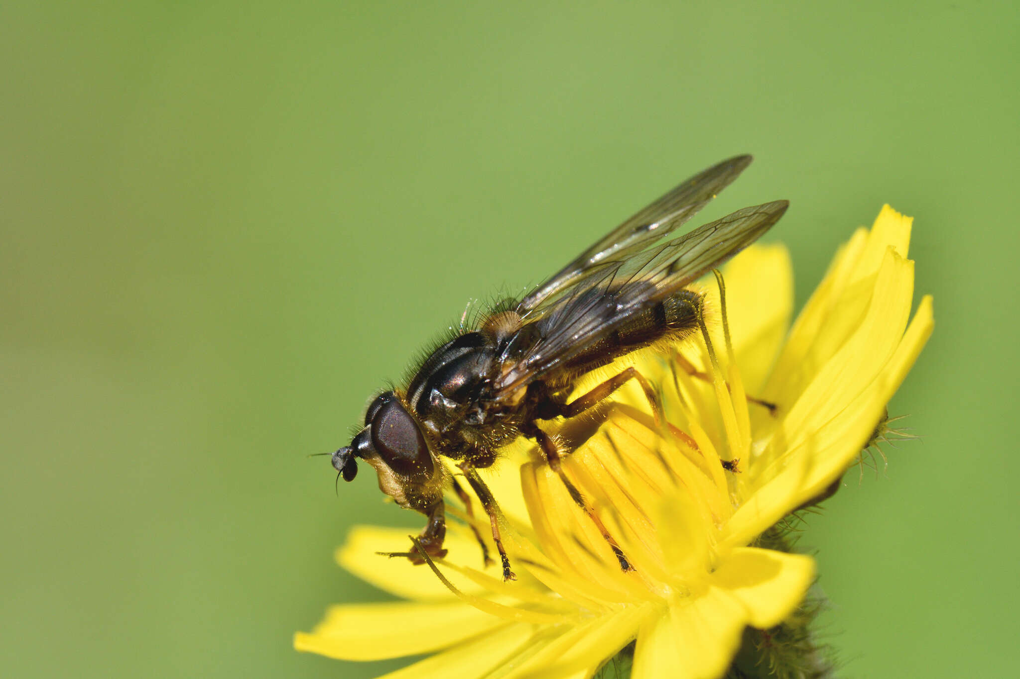 Image of Ferdinandea fumipennis Kassebeer 1999