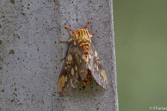 Image of Citheronia brissotii (Boisduval 1868)