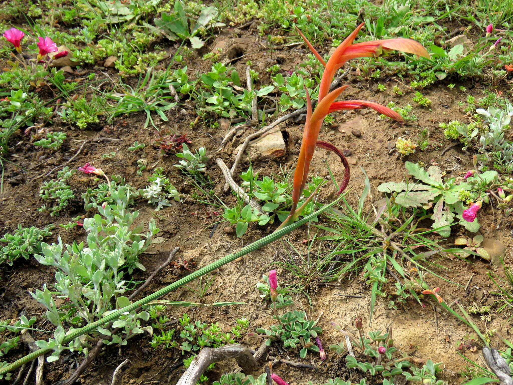 Gladiolus abbreviatus Andrews resmi