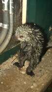 Image of Hairy Dwarf Porcupines