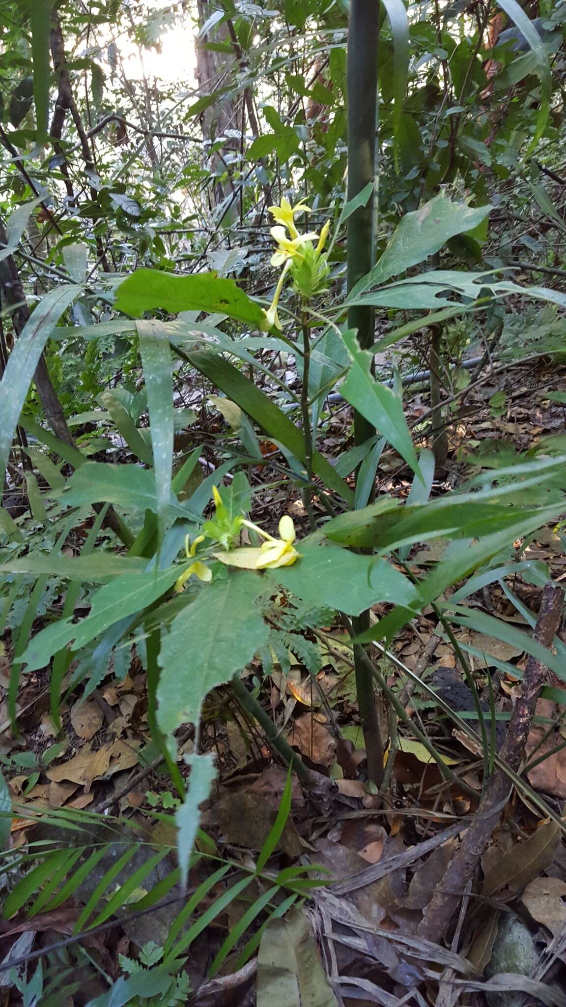 Image of Barleria oenotheroides Dum.-Cours.