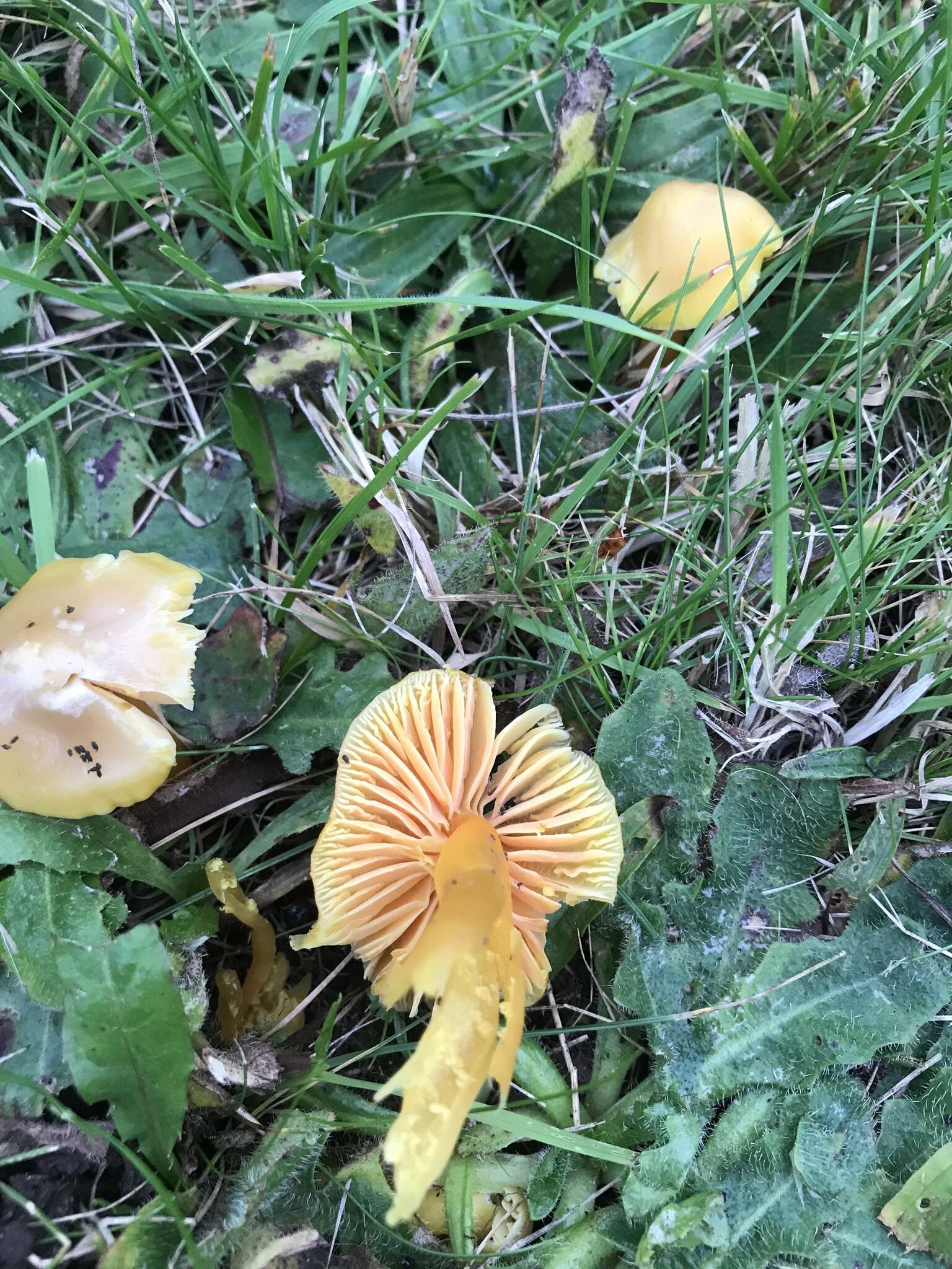 Image of Hygrocybe quieta (Kühner) Singer 1951