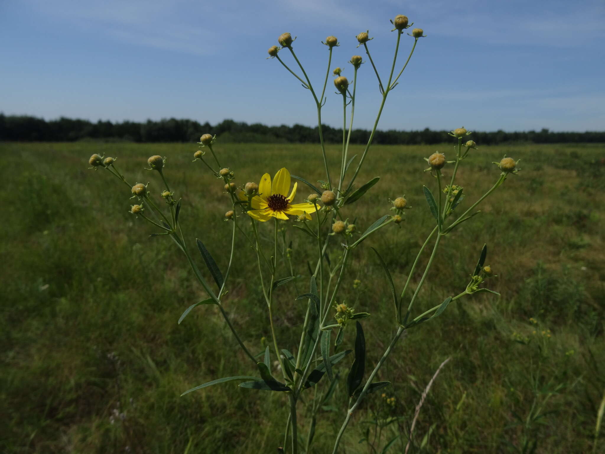 Image de Coreopsis tripteris L.