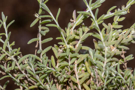 Image of Dissocarpus biflorus F. Müll.