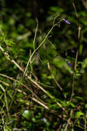 Image of Streptocarpus confusus subsp. confusus