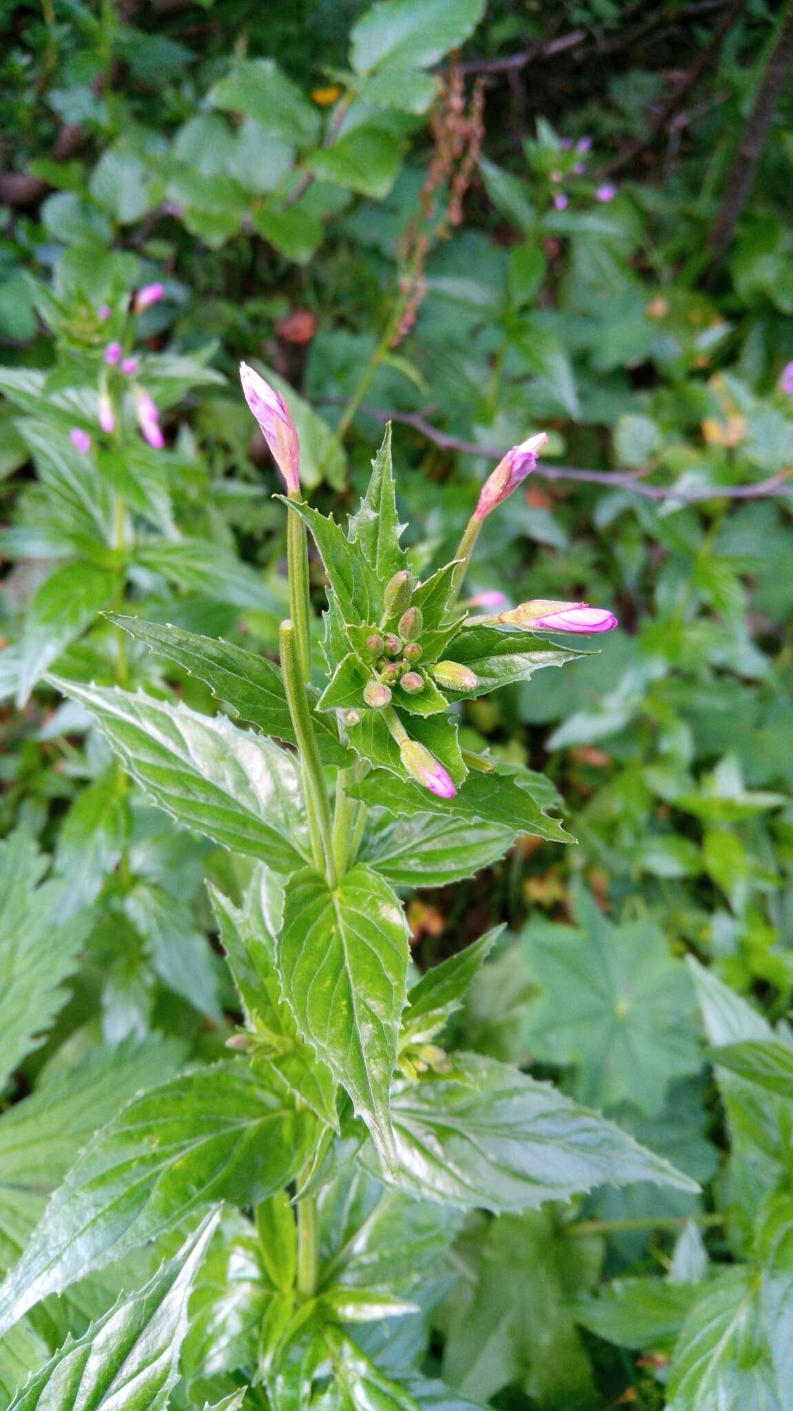 Image of alpine willowherb