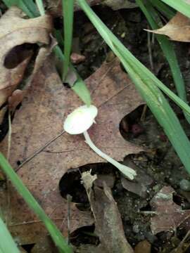 Image of Leucocoprinus flavescens (Morgan) H. V. Sm. 1981