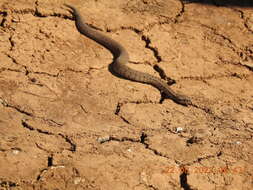 Image of Lebanon Viper