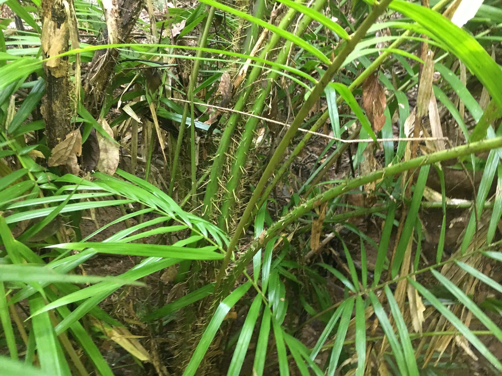 Plancia ëd Calamus radicalis H. Wendl. & Drude