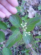 Image of Cornus sanguinea subsp. australis (C. A. Mey.) Jáv.