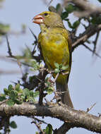 Image of Southern Grosbeak-Canary