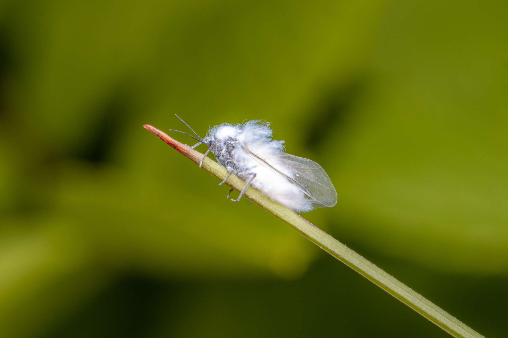 Image of Phyllaphis