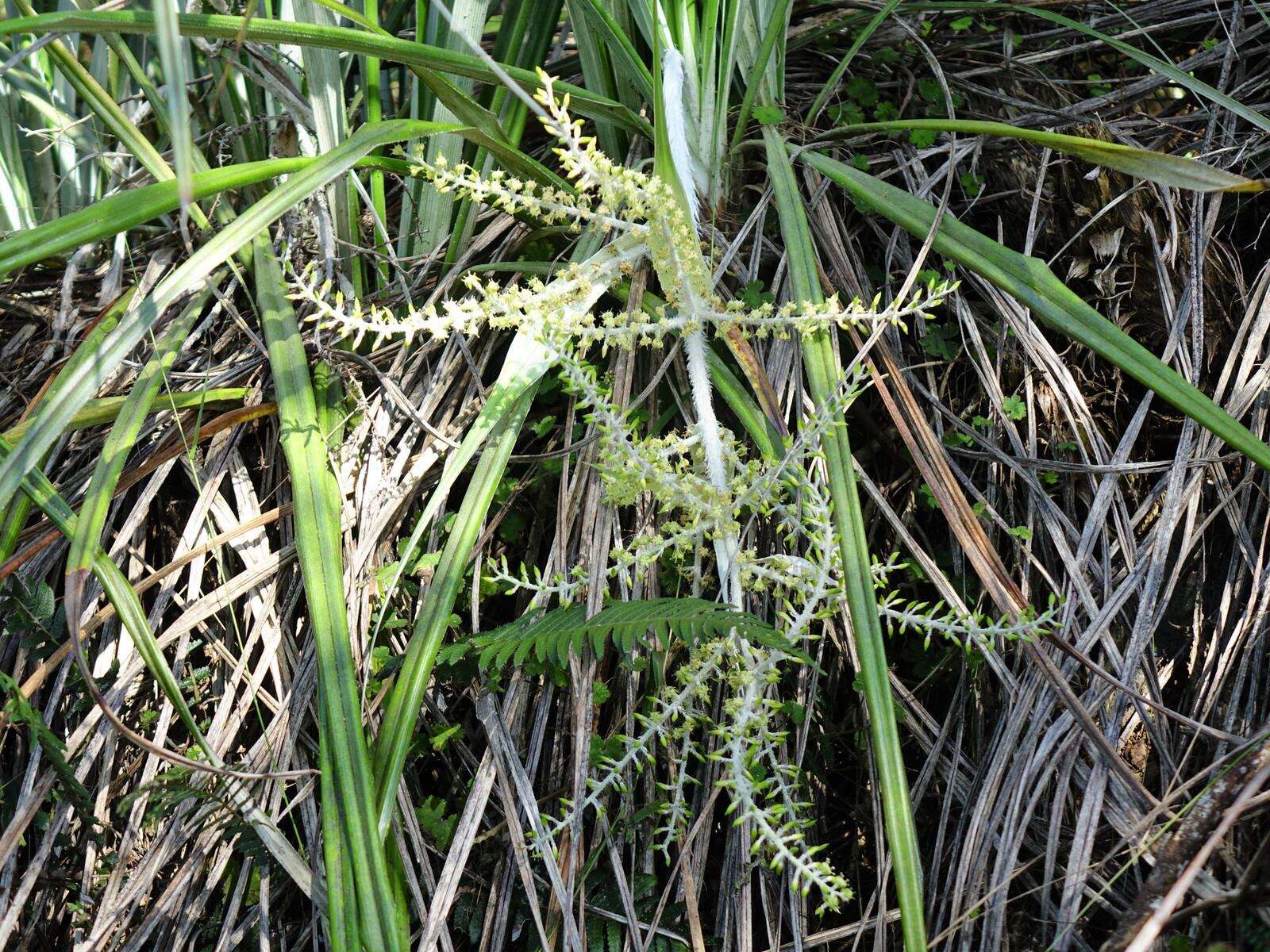 Astelia banksii A. Cunn.的圖片