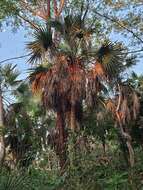 Image of Sabal rosei (O. F. Cook) Becc.