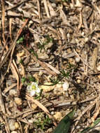 Spergula arvensis L. resmi