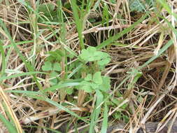 Image of Oxalis chnoodes A. Lourteig