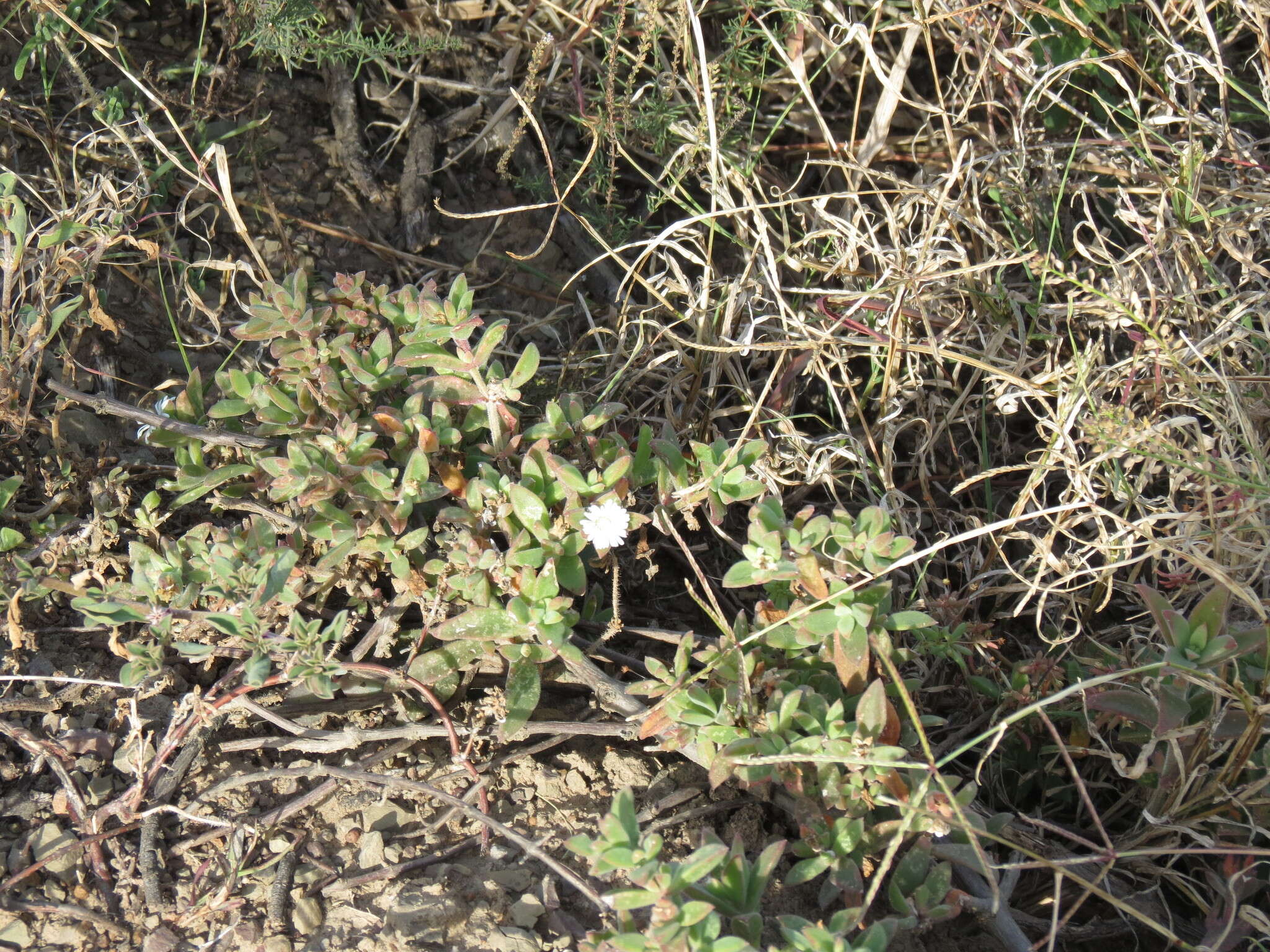 Image of Delosperma invalidum (N. E. Br.) N. E. K. Hartmann