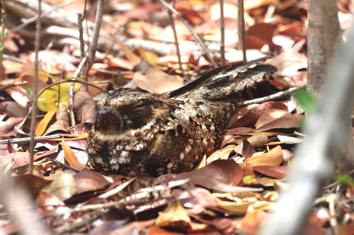 Image of Puerto Rican Nightjar