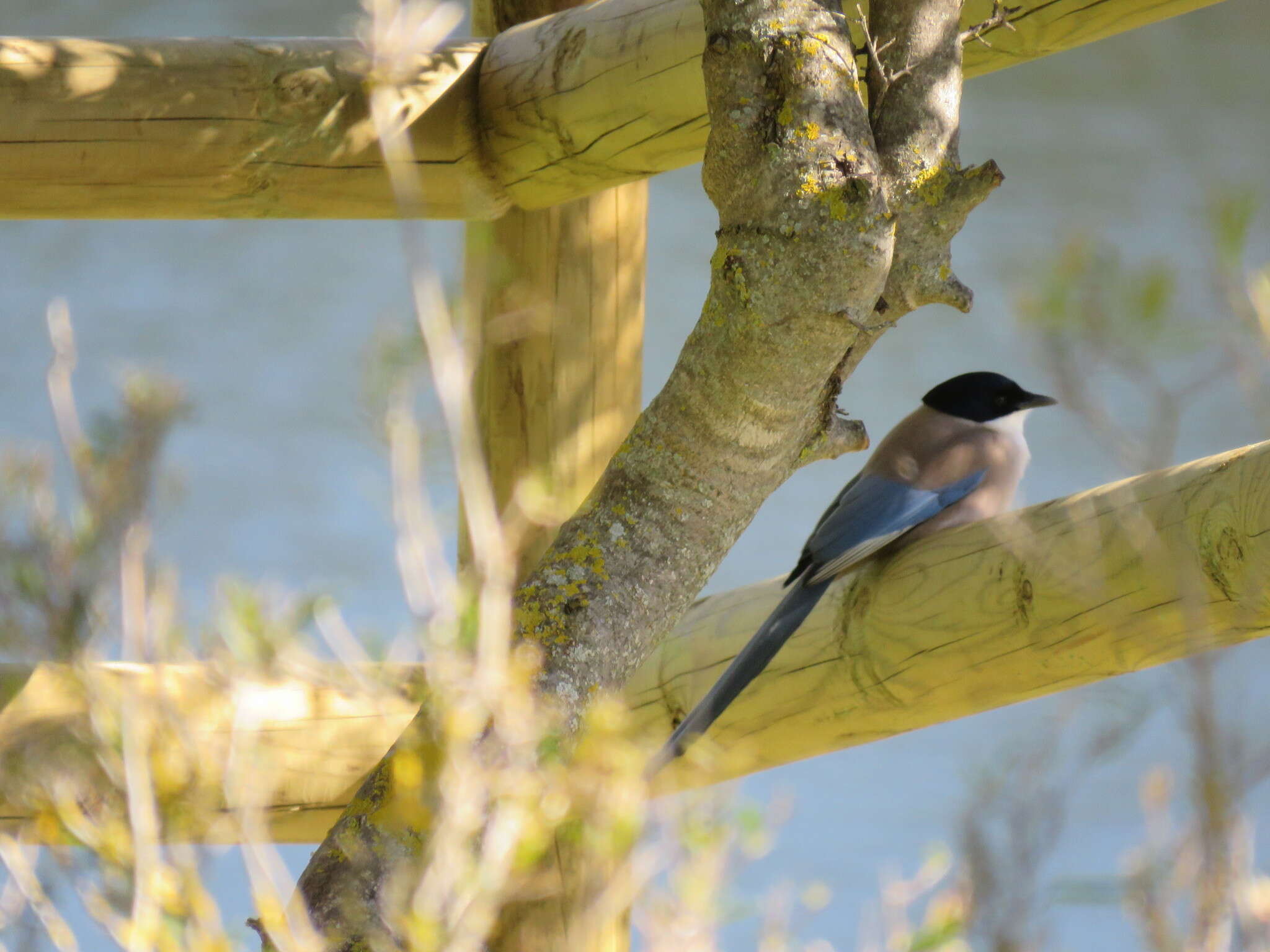 Image of Iberian Magpie