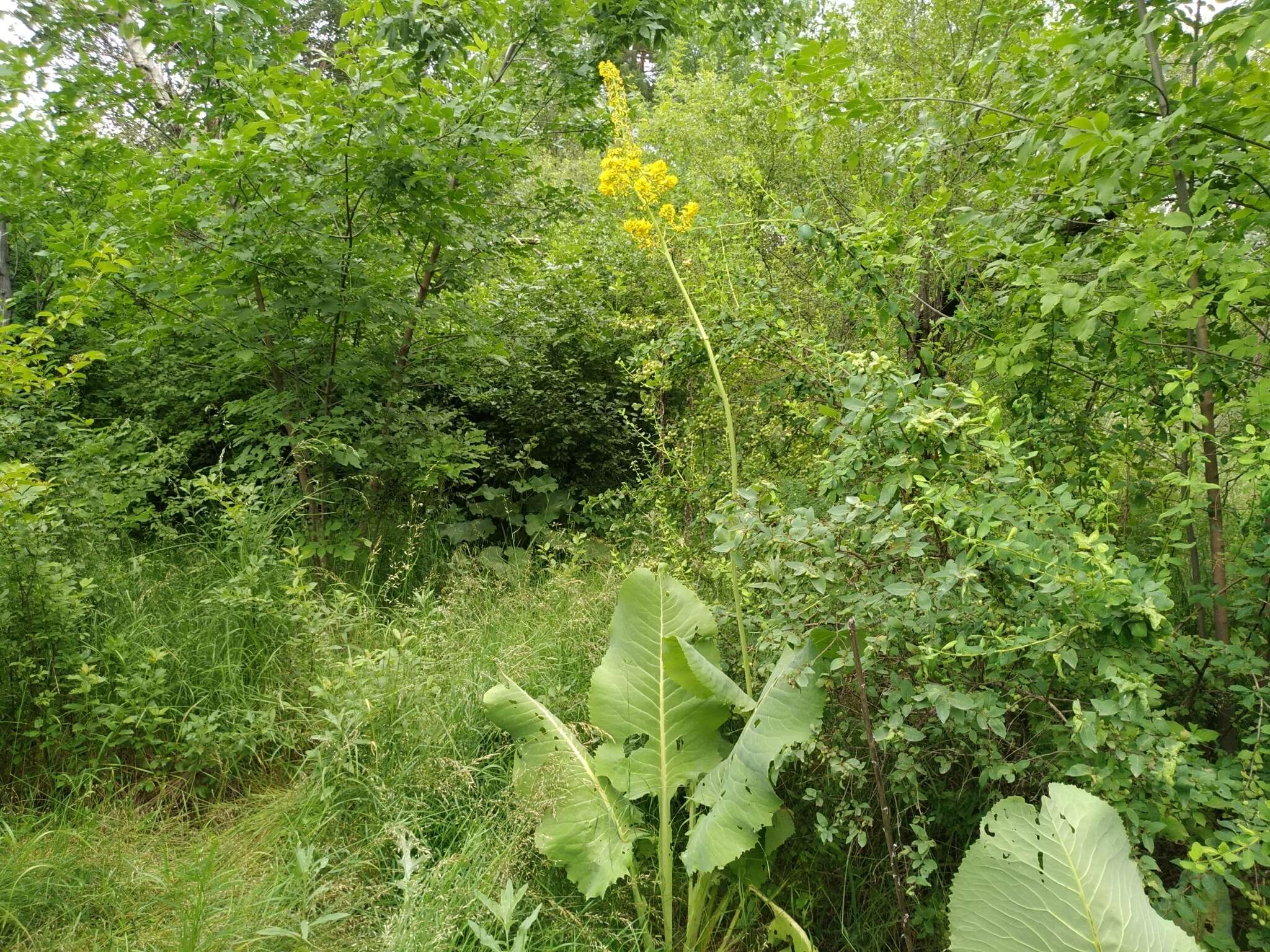 Image of Ligularia macrophylla (Ledeb.) DC.