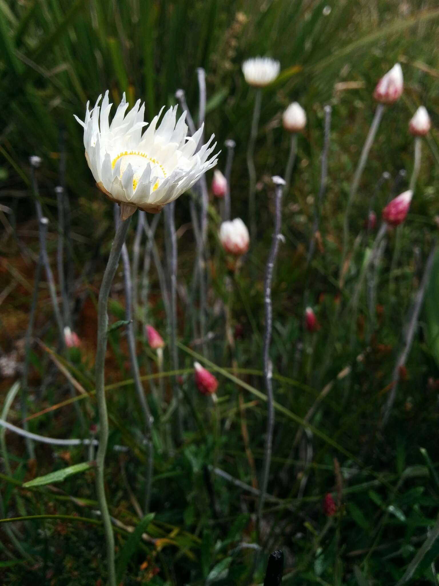 Image of Argentipallium dealbatum (Labill.) P. G. Wilson