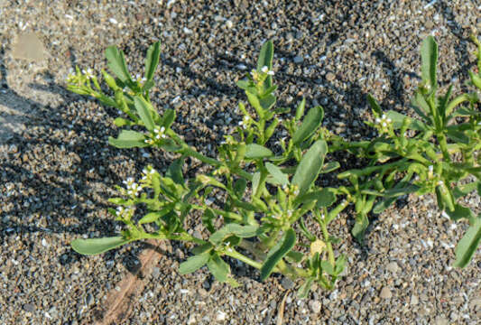 Слика од Cakile edentula var. lacustris