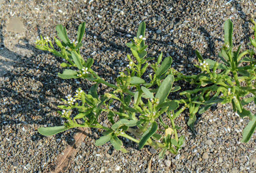 Image of Cakile edentula var. lacustris