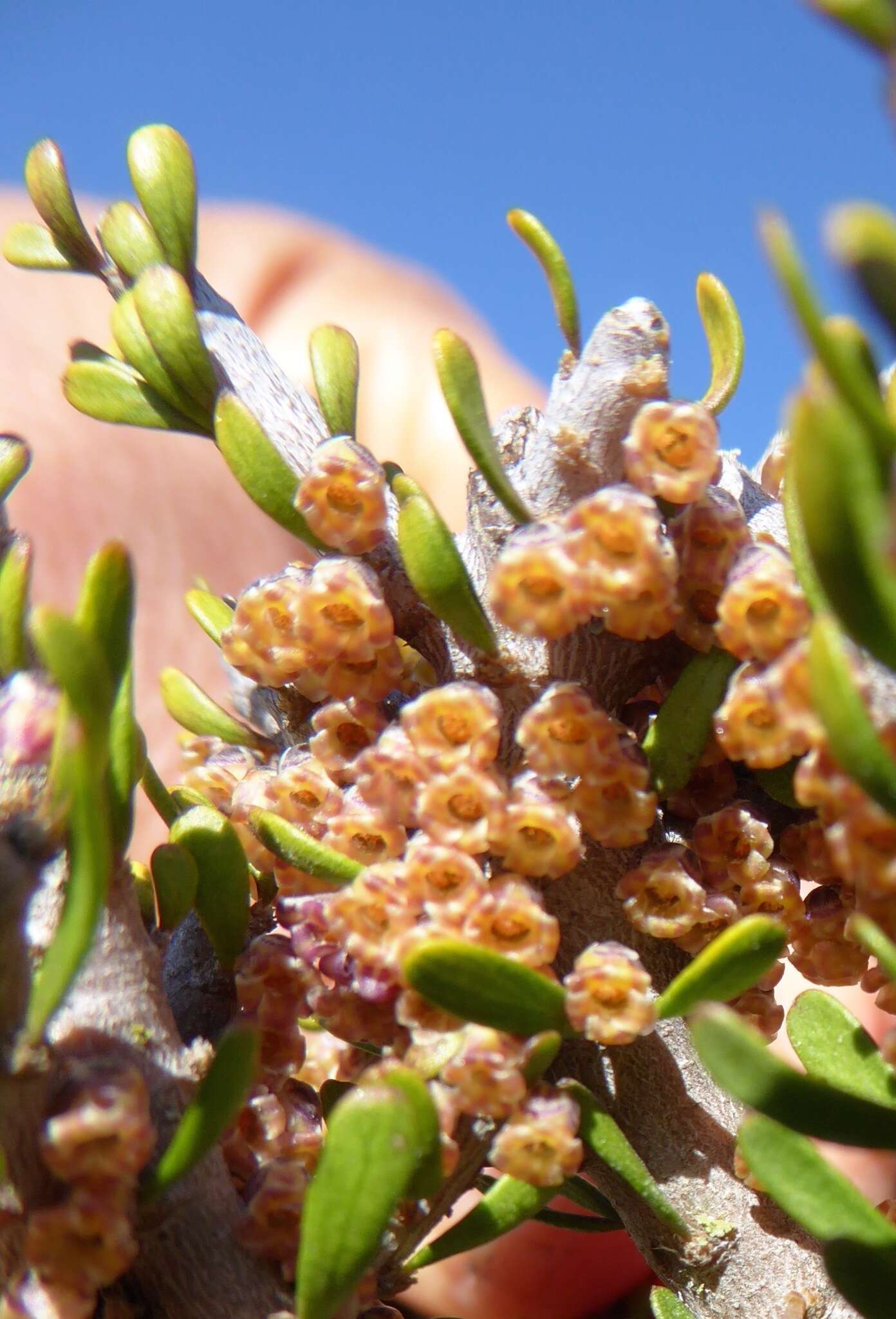 Image of Melicytus alpinus (Kirk) P. J. Garnock-Jones