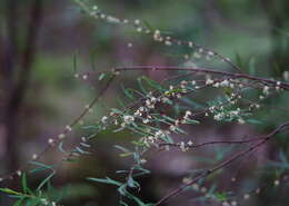 Image of Pimelea axiflora subsp. axiflora