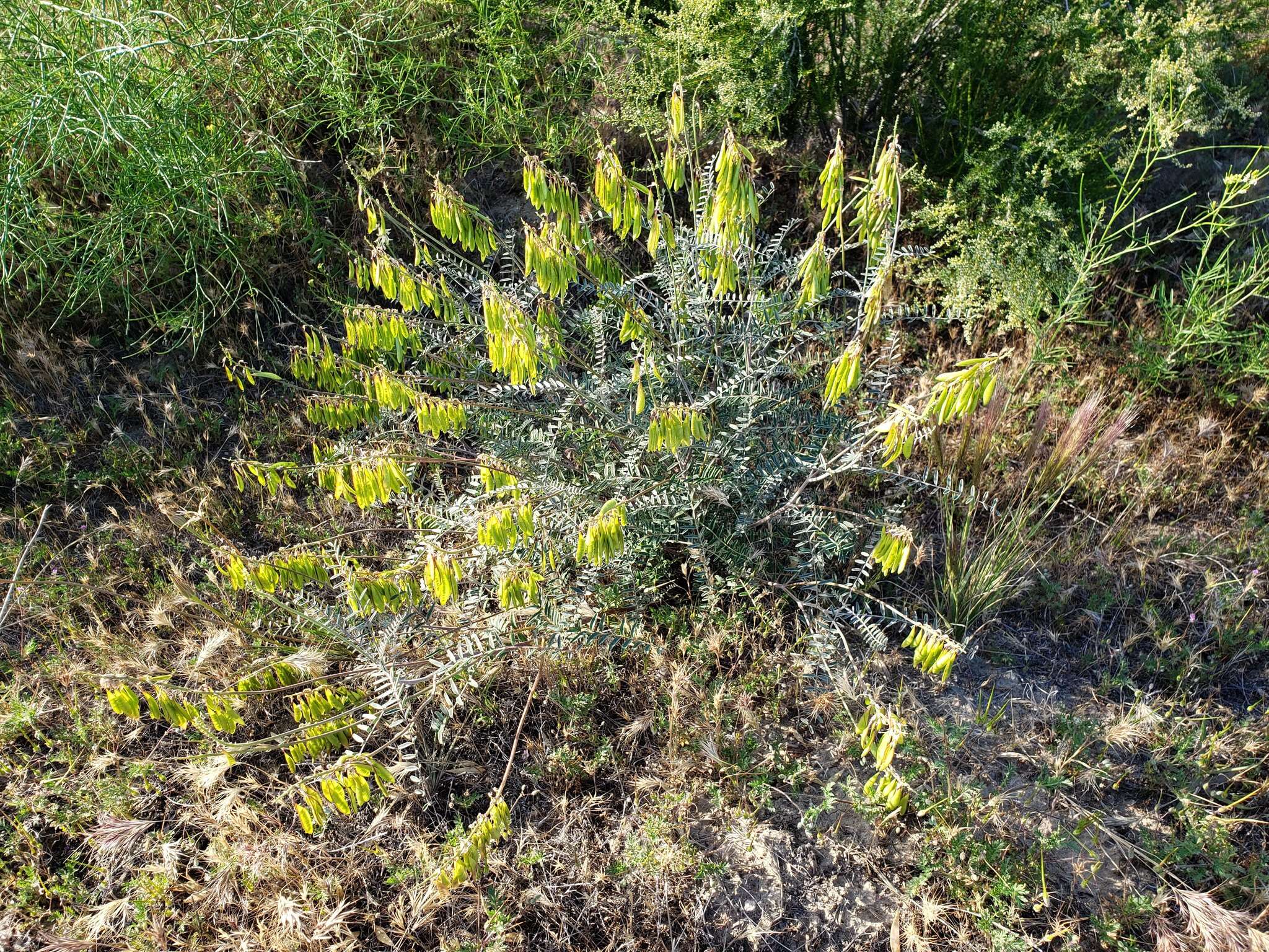 Image of Santa Barbara milkvetch