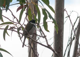 Image of Black-headed Honeyeater