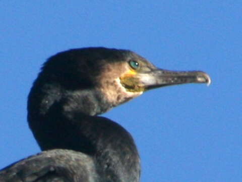 Image of Phalacrocorax carbo novaehollandiae Stephens 1826