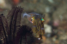 Image of bigfin reef squid