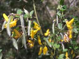 Слика од Cytisus villosus Pourr.