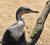 Image of Phalacrocorax carbo lucidus