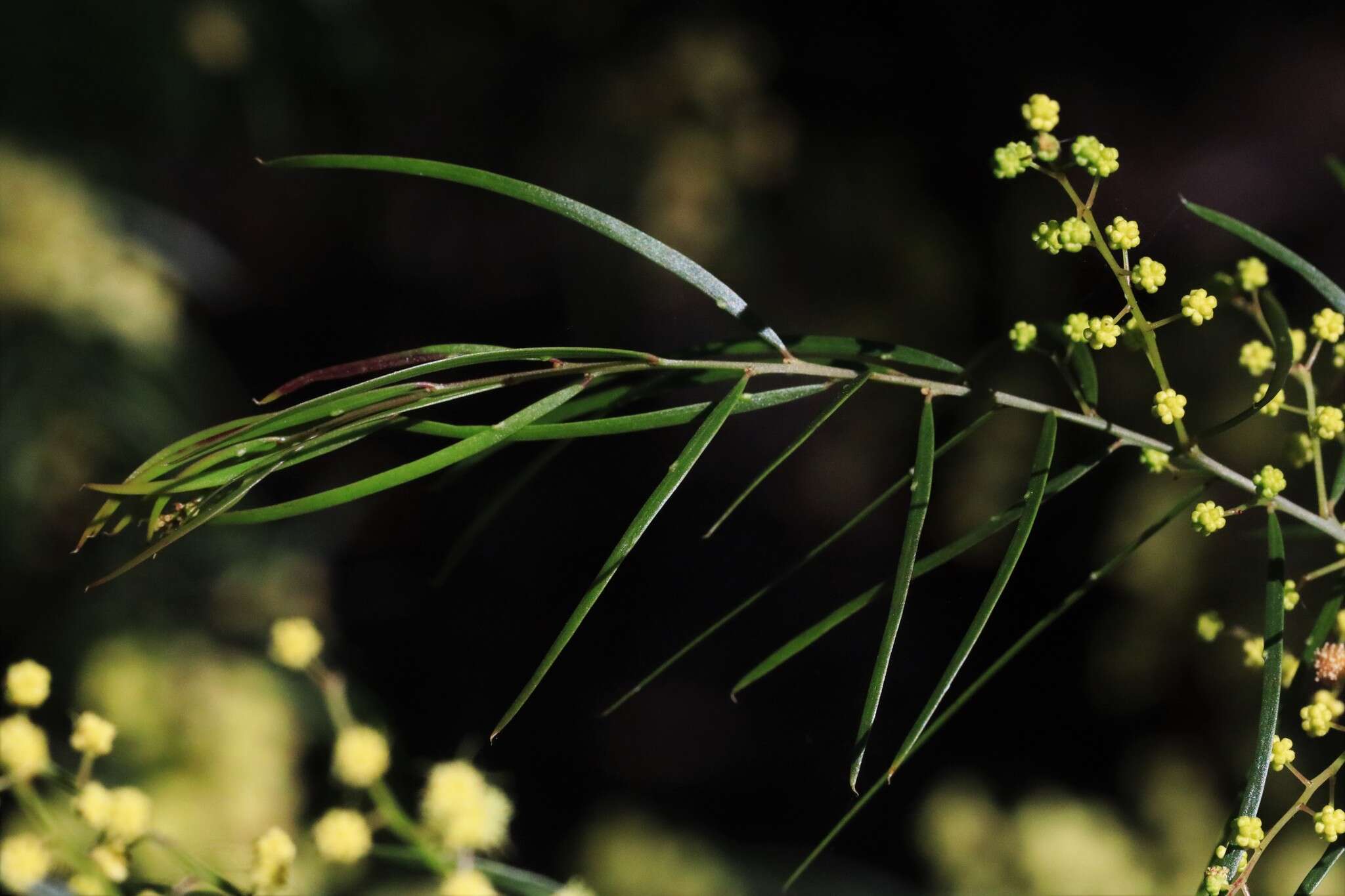 Imagem de Acacia fimbriata A. Cunn. ex G. Don