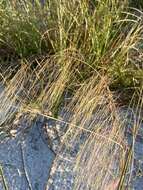 Image of Muhlenbergia capillaris var. capillaris