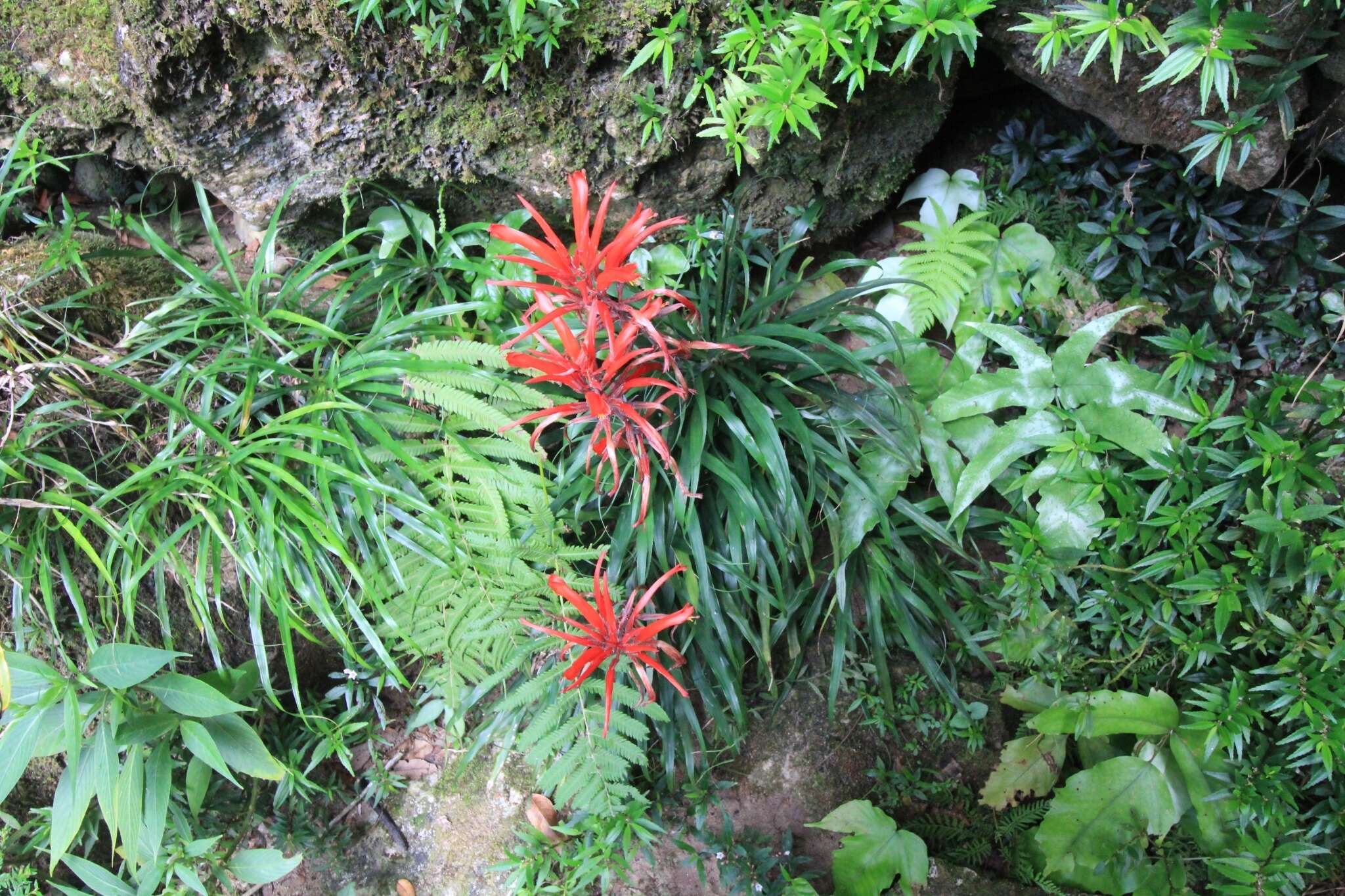 Image of Pitcairnia punicea Scheidw.
