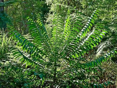 Image of Polyscias murrayi (F. Muell.) Harms