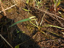 Plancia ëd Sagittaria cuneata E. Sheld.