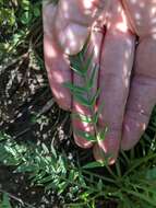 Слика од <i>Oxytropis campestris</i> var. <i>davisii</i> S. L. Welsh