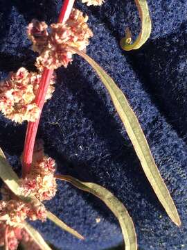 Image of fringed amaranth