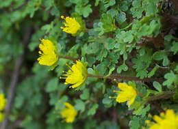 Image of Chrysosplenium album var. flavum Hara