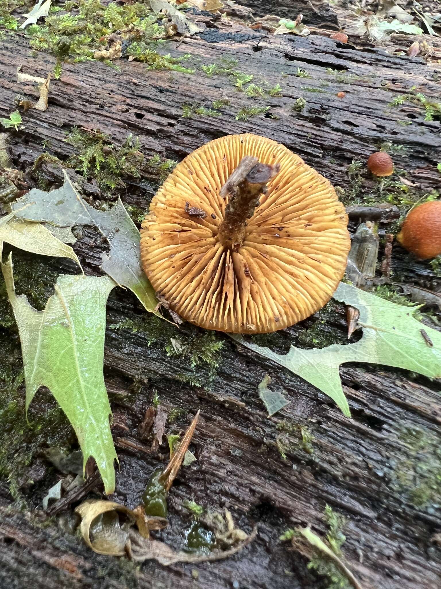 Imagem de Phaeomarasmius proximans (A. H. Sm. & Hesler) Singer 1989