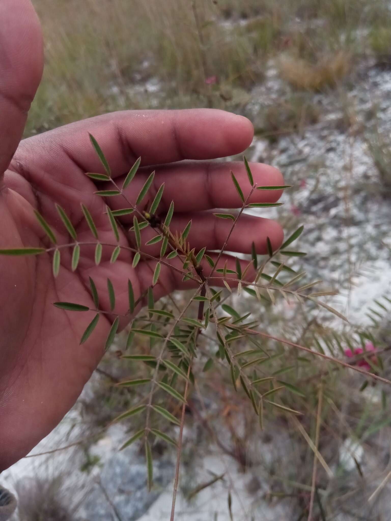 Слика од Indigofera pedunculata Baker