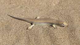 Image of Eastern Skink